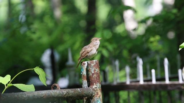 RMG 8395 соловей смотреть онлайн