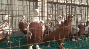 Голуби КРАСНОДАРСКИЕ красногрудые бойные Николая Жеребцова. Краснодарский край станица Платнировска