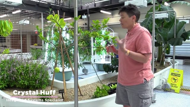 MFTL: CITRUS CITRUS CITRUS TREES! смотреть онлайн