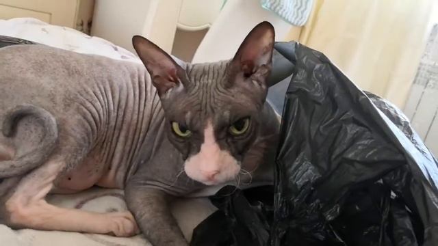 Кот в мешке.? смотреть онлайн