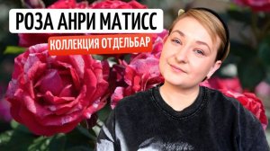 ЛЮДИ И РОЗЫ:РОЗА АНРИ МАТИСС| АНРИ МАТИСС И ЕГО РУССКАЯ "СНЕЖНАЯ КОРОЛЕВА".