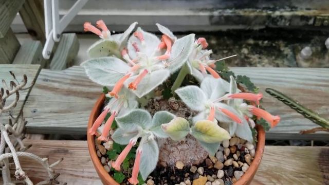 SINNINGIA LEUCOTRICHA SUCCULENT PLANT