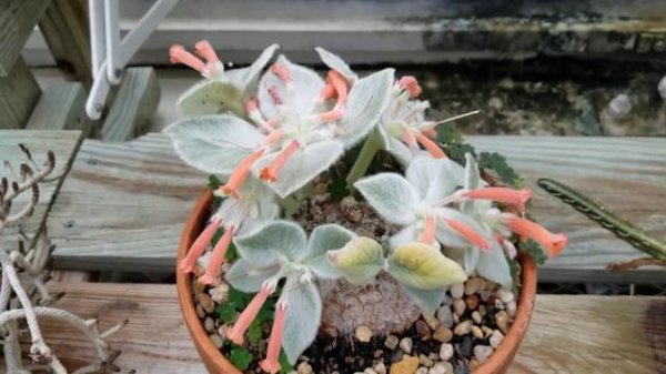 SINNINGIA LEUCOTRICHA SUCCULENT PLANT