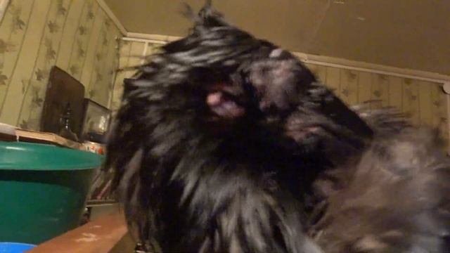 А вы видали уши ворона? смотреть онлайн