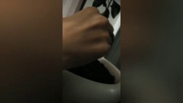 как получить плоды мандарина смотреть онлайн