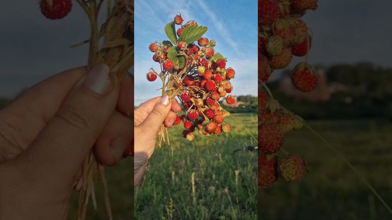 Сезон полевых ягод смотреть онлайн