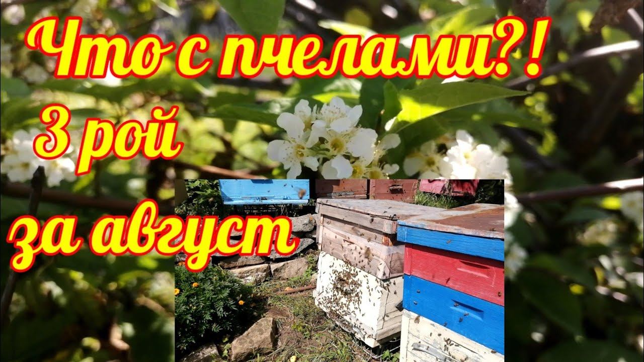 Аномальный август 2020г. Цветёт черемуха и рябина, а пчелы роятся!