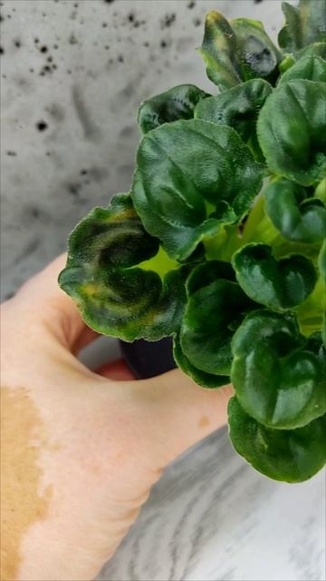 Фиалка трейлер LV-Пионер