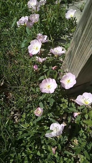 Wildflowers: "Pinkladies" смотреть онлайн