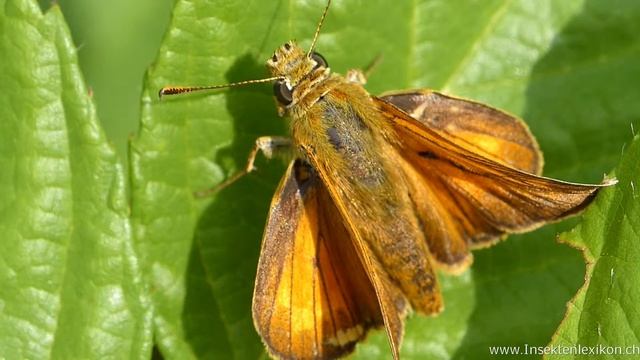 Rostfarbiger Dickkopffalter (Ochlodes sylvanus) смотреть онлайн