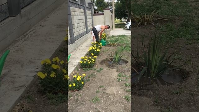 Ясмина поливает Цветы смотреть онлайн