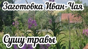 Заготовка Иван-Чая  Сушу травы