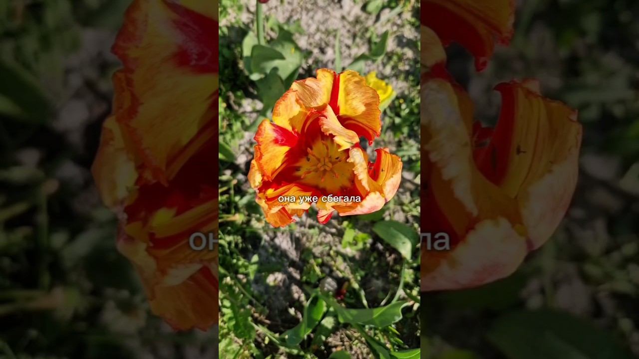 Умная женщина смотреть онлайн