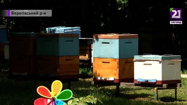 Чим закарпатські медоноси завойовують світ? смотреть онлайн