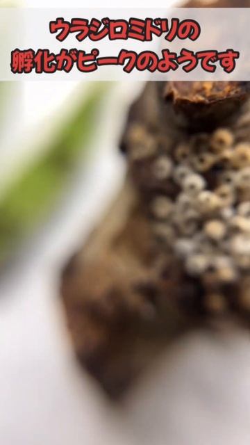 【閲覧注意！】ウラジロミドリシジミ孵化のピーク#shorts #lycaenidae смотреть онлайн