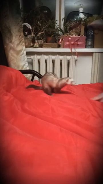 Ferret Jack playing. Хорек Джек играет. смотреть онлайн