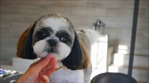 стрижка для ши-тцу: как подстричь голову