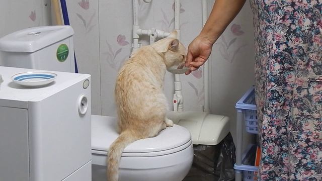 Персик 6 смотреть онлайн