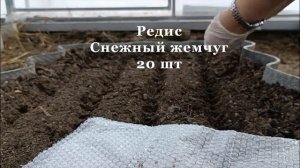 Посев редиса в теплице в марте