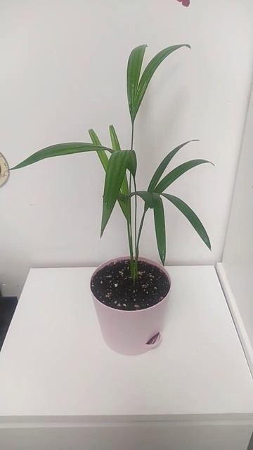 indoors plants areca #areca #shorts #indoorplants #plants #комнатныерастения #арека #пальма смотреть онлайн