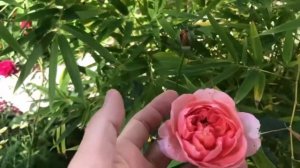 🦋Route 66 Rose Garden 20221103  #玫瑰花园 增加了一些新的 #多肉 #仙人球 #succulents 和一个 #花架🍵  #100rosesinarku