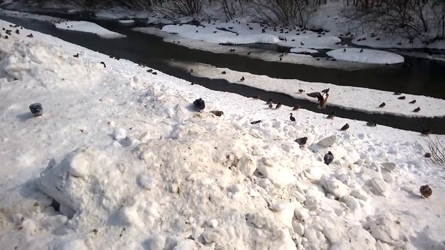 Атака Утканосов :) From Siberia смотреть онлайн