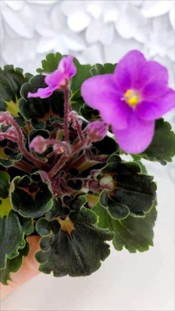 Фиалка трейлер LV-Ланселот