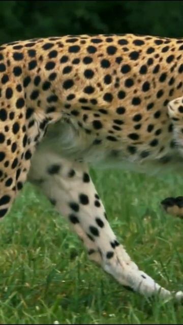 The Fastest Cat in the World! смотреть онлайн