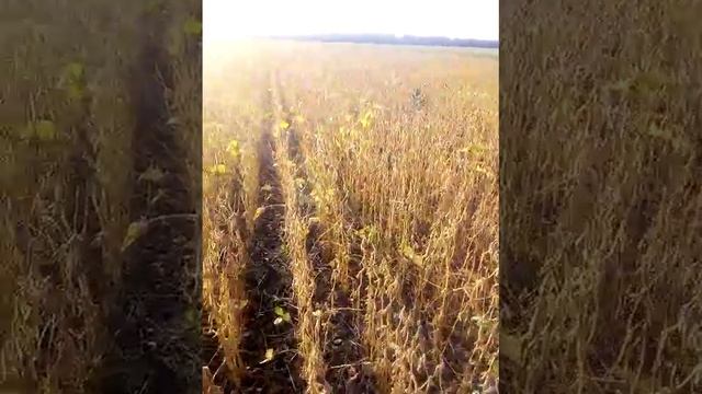 соя Устя смотреть онлайн