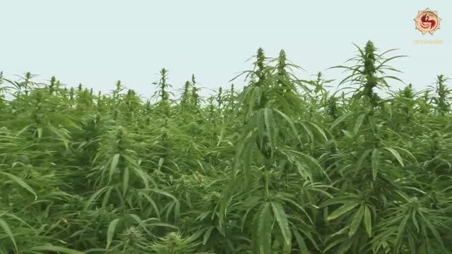 Что можно делать из конопли? Конопля - ценнейшая агрокультура