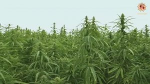 Что можно делать из конопли? Конопля - ценнейшая агрокультура