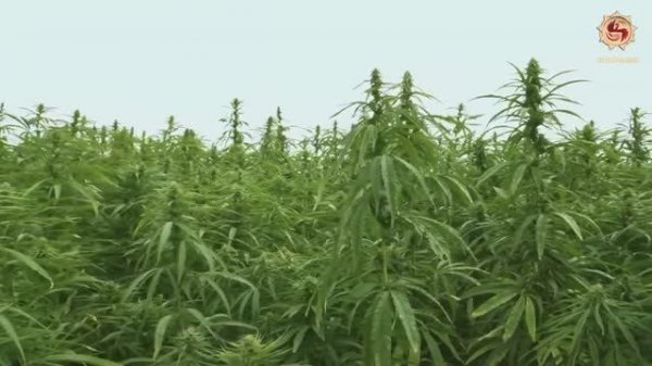 Что можно делать из конопли? Конопля - ценнейшая агрокультура