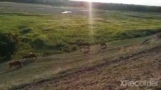 #казахстан #павлодар #скот #продам 24шт =600$ смотреть онлайн