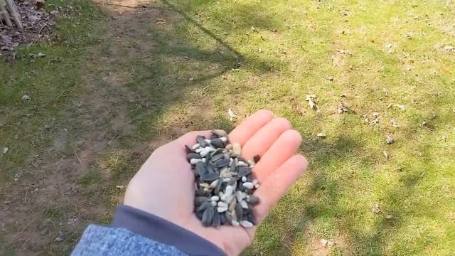 Safe Treats for Chickens (and how to sprout lentils) смотреть онлайн