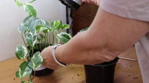 Очарование эпипремнума Н-Джой - простое и малоуходное растение для дома