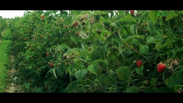 Uprawa maliny z Agroconsult - Radek Zaborowski смотреть онлайн