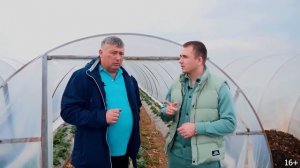 Выращивание клубники в теплице. Клубничный бизнес. Клубника