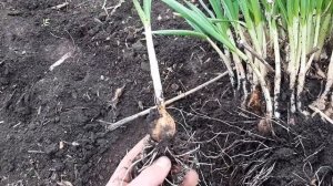 посадка чеснока рассадой