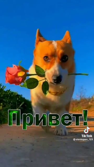 поставьте лайк красивая собака смотреть онлайн