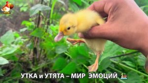 Утка и Утята – мир нежных эмоций 🦆🤗❣️часть (43)
