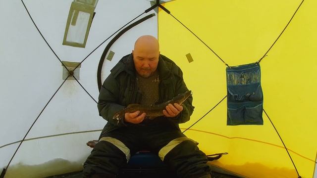 Как поймать селигерскую щуку на крюки в марте