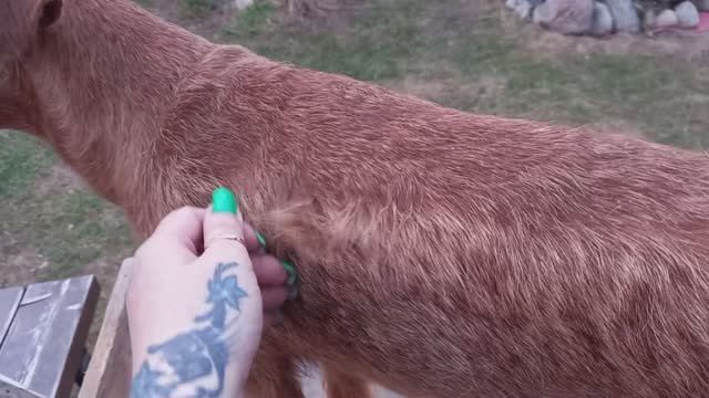 Ирландские теьеры : Тримминг - что это  ? 2024