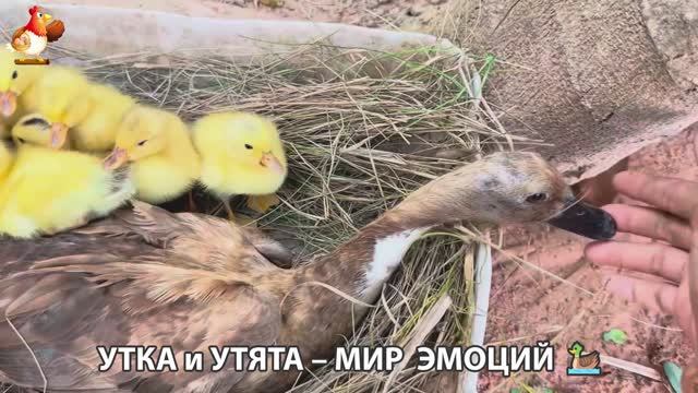 Утка и Утята – мир нежных эмоций 🦆🤗❣️часть (44) смотреть онлайн