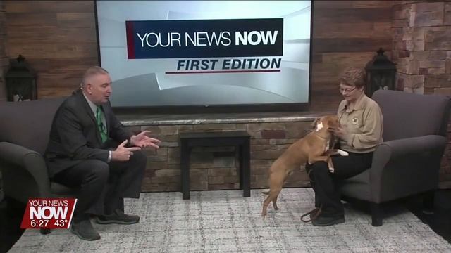 Pet of the Week! смотреть онлайн