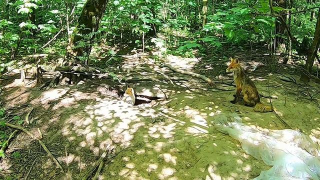 Кормлю Диких Лис смотреть онлайн