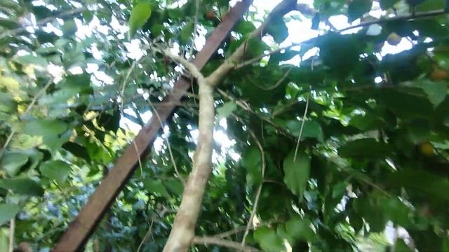 nova frutífera groselha do ceilão dovialis hebecarpa azeda dovialis abyssinica doce mamey com fruta смотреть онлайн