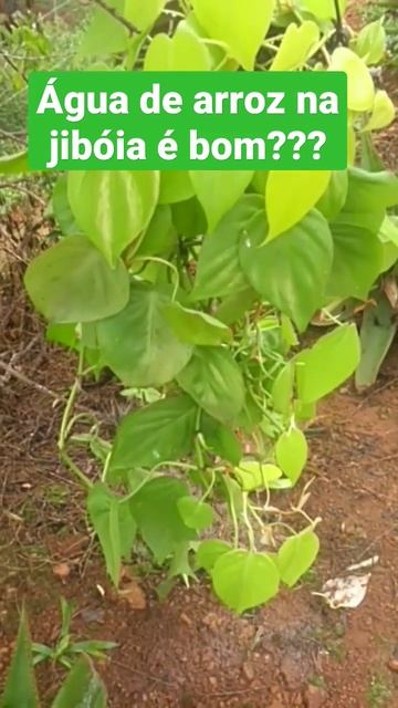 Água de arroz na jibóia? #jiboiaplant #shorts #viralvideo смотреть онлайн