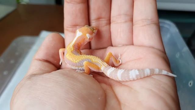 WY Tangerine Tremper смотреть онлайн