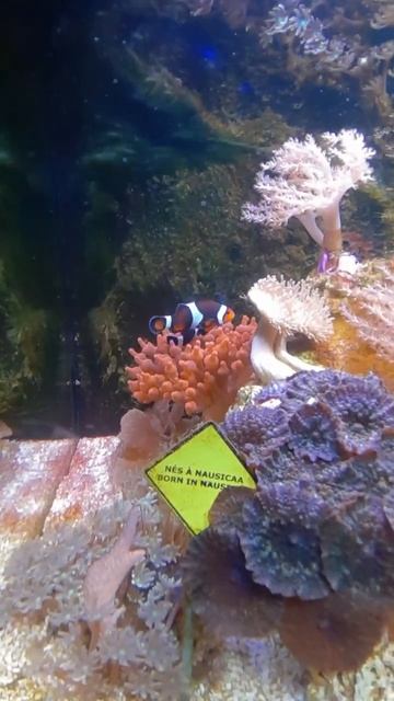 🇫🇷🐠🤡Рыбы-клоуны 🐠 в кораллах 🐡 Навсикая 🌊 смотреть онлайн
