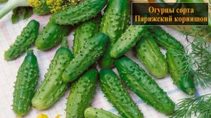 Огурцы сорта Парижский корнишон